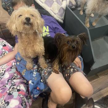 Meme & Milly -  Yorkshire Terrier Dog for Adoption in Baton Rouge, Louisiana - Meme & Milly | PetCurious