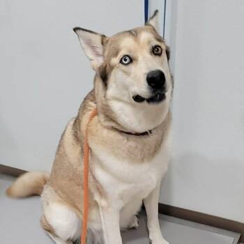 Siberian Husky and Mixed Breed Dogs Available for Adoption in Buchanan Dam, Texas - Akira | PetCurious