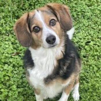 KC -  Beagle and Australian Shepherd Dog for Adoption in West Palm Beach, Florida - KC | PetCurious