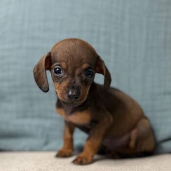 Dachshund Dogs Available for Adoption in Las Vegas, Nevada - Lil