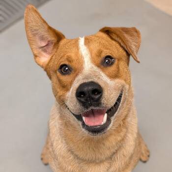 Frank -  Cattle Dog and Mixed Breed Dog for Adoption in Milan, Illinois - Frank | PetCurious