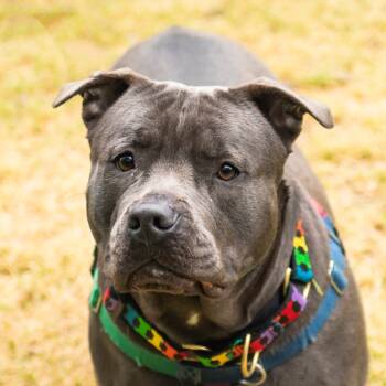 Rescue Mixed Breed Dogs for Adoption in Middletown, Rhode Island - Dream | PetCurious