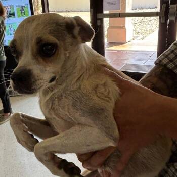 Happy -  Chihuahua Dog for Adoption in Los Angeles, California - Happy | PetCurious
