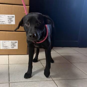 Chicken -  Black Labrador Retriever Dog for Adoption in Savannah, Georgia - Chicken | PetCurious