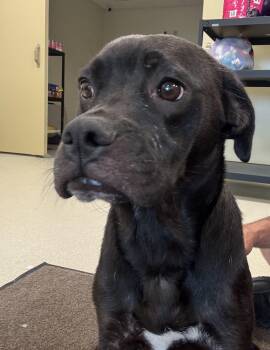 CHAZ -  Mixed Breed Dog for Adoption in Ashland, Ohio - CHAZ | PetCurious