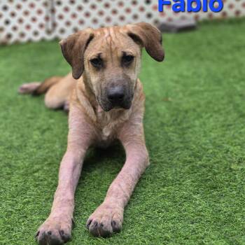Fabio -  Labrador Retriever and Cane Corso Dog for Adoption in Blairstown, New Jersey - Fabio | PetCurious