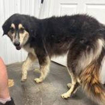 Paige -  Anatolian Shepherd Dog for Adoption in Munfordville, Kentucky - Paige | PetCurious