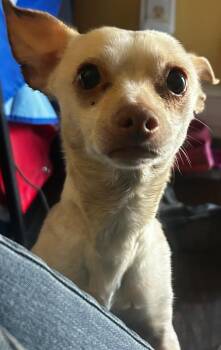 Chihuahua Dogs Available for Adoption - Marley | PetCurious