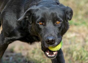 Papi -  Labrador Retriever Dog for Adoption in Houston, Texas - Papi | PetCurious
