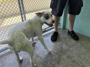 Pit Bull Terrier Dogs Available for Adoption in Fort Myers, Florida - DANE | PetCurious