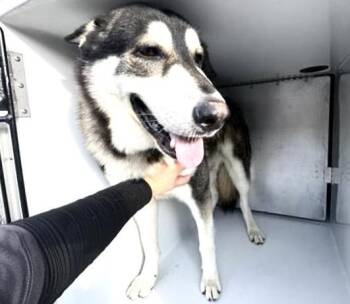 Siberian Husky and Mixed Breed Dogs Available for Adoption - A650770 | PetCurious