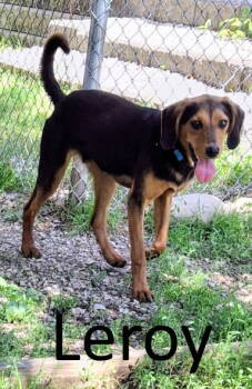 Rescue Black And Tan Coonhound and Hound Dogs for Adoption in Mountain View, Arkansas - Leroy | PetCurious