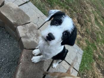 Rescue Terrier Dogs for Adoption in Aurora, Indiana - California : Carson | PetCurious