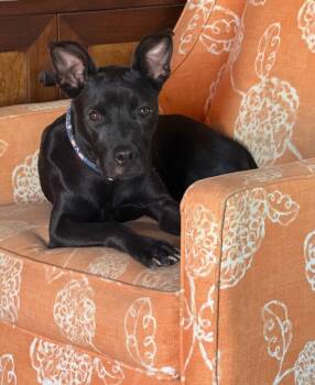 Nyx -  Labrador Retriever and Terrier Dog for Adoption in Bloomfield, Connecticut - Nyx | PetCurious