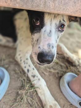 Rescue Australian Cattle Dog Blue Heeler and Pit Bull Terrier Dogs for Adoption in Dover, Arkansas - Qunn | PetCurious