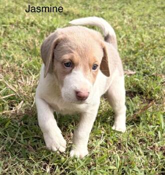 Jasmine -  Hound and Retriever Dog for Adoption in Louisa, Virginia - Jasmine | PetCurious