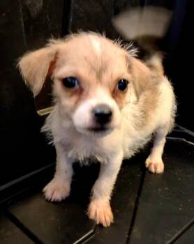 Miley -  Shih Tzu Dog for Adoption in Saint David, Arizona - Miley | PetCurious