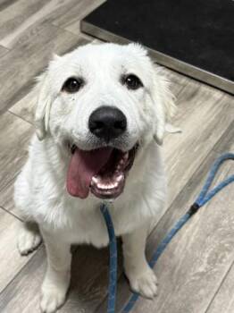 BELUGA -  Great Pyrenees Dog for Adoption in Redlands, California - BELUGA | PetCurious
