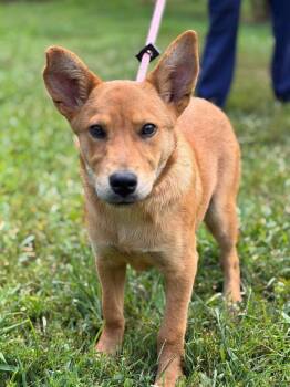 Goldie -  Golden Retriever and Shepherd Dog for Adoption in Lovingston, Virginia - Goldie | PetCurious