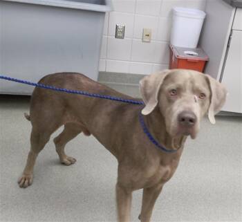 Rescue Weimaraner and Mixed Breed Dogs for Adoption in Omaha, Nebraska - DINO | PetCurious
