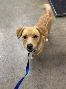 Labrador Retriever and Mixed Breed Dogs Available for Adoption in Ontario, California - BARBIE | PetCurious