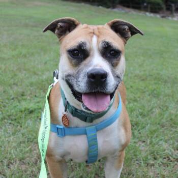 Gigi -  Boxer Dog for Adoption in Columbia, South Carolina - Gigi | PetCurious