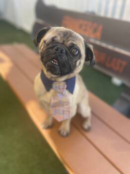 Rescue Pug Dogs for Adoption in Gardena, California - Biscotti | PetCurious
