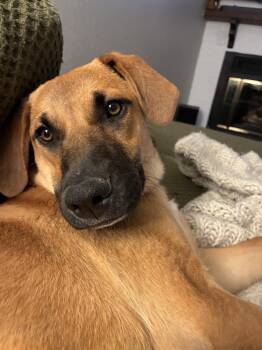Illona -  Anatolian Shepherd Dog for Adoption in Denver, Colorado - Illona | PetCurious