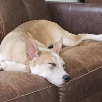 Ajax -  Terrier and Mixed Breed Dog for Adoption in San Antonio, Texas - Ajax | PetCurious