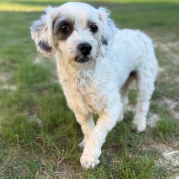 Snoopy -  Poodle Dog for Adoption in Baton Rouge, Louisiana - Snoopy | PetCurious
