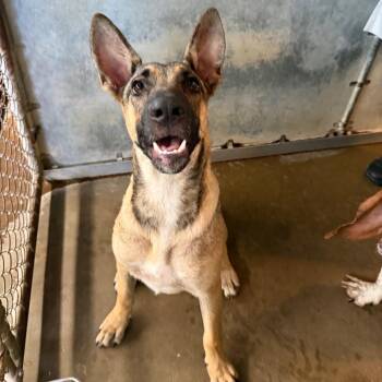 Willow -  Shepherd Dog for Adoption in Edinburg, Texas - Willow | PetCurious