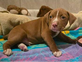 Martin -  Terrier and Labrador Retriever Dog for Adoption in El Dorado, Arkansas - Martin | PetCurious