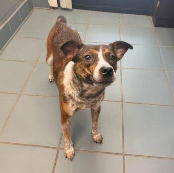 Mango -  Mixed Breed Dog for Adoption in Nashville, Tennessee - Mango | PetCurious
