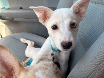 Popcorn -  Corgi and Shepherd Dog for Adoption in Lutz, Florida - Popcorn | PetCurious