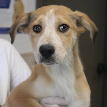 Australian Cattle Dog Blue Heeler and Retriever Dogs Available for Adoption in Cleveland, Mississippi - Carnation | PetCurious