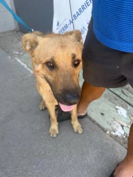HEXXUS -  German Shepherd Dog and Mixed Breed Dog for Adoption in Stockton, California - HEXXUS | PetCurious