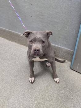 ELSA -  Pit Bull Terrier Dog for Adoption in Las Vegas, Nevada - ELSA | PetCurious