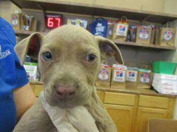 Staffordshire Bull Terrier Dogs Available for Adoption in Ocala, Florida - A380167 | PetCurious