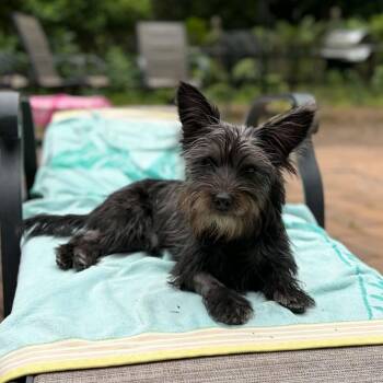 Huey -  Yorkshire Terrier Dog for Adoption in Elizabethtown, Pennsylvania - Huey | PetCurious
