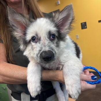 Egg -  Mixed Breed Dog for Adoption in Norman, Oklahoma - Egg | PetCurious