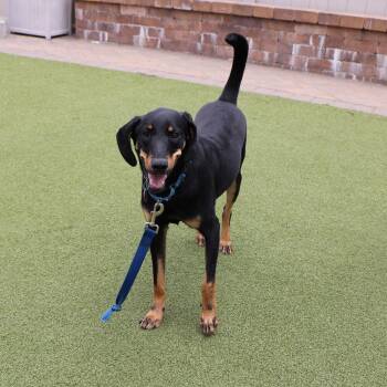 Mixed Breed Dogs Available for Adoption - Dallas | PetCurious