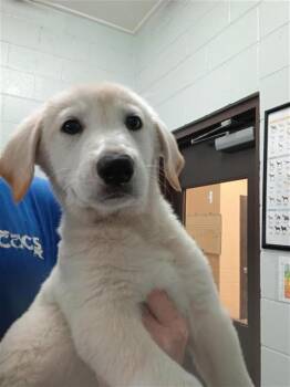 ALASKA -  Labrador Retriever and Mixed Breed Dog Available for Adoption in Corpus Christi, Texas - ALASKA | PetCurious