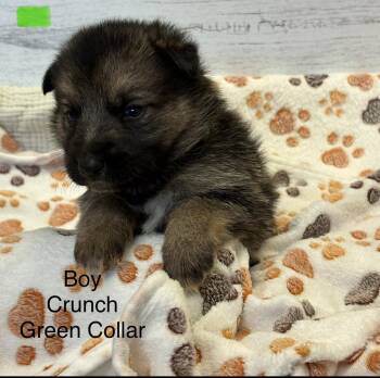 Rescue German Shepherd Dog Dogs for Adoption in Pleasant Hill, California - Crunch | PetCurious