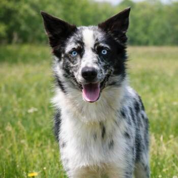 CT Darcy -  Australian Shepherd and Border Collie Dog for Adoption in Eastford, Connecticut - CT Darcy | PetCurious