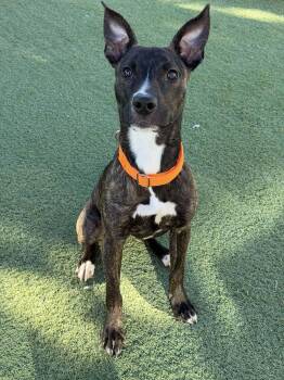 Rescue Shepherd Dogs for Adoption in Tempe, Arizona - Raine | PetCurious