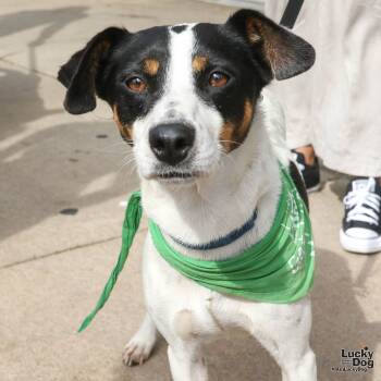 Rescue Labrador Retriever and Jack Russell Terrier Dogs for Adoption in Washington, District Of Columbia - Daisy Girl | PetCurious