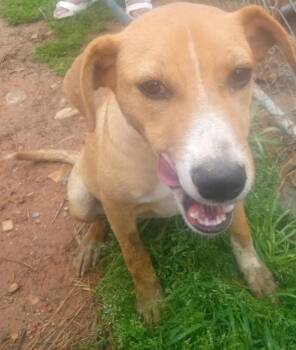 Rescue Labrador Retriever and Beagle Dogs for Adoption in Mena, Arkansas - Luna2 | PetCurious