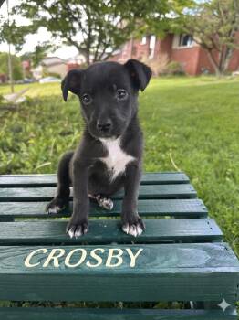 Australian Shepherd and Mixed Breed Dogs Available for Adoption in Irwin, Pennsylvania - Crosby | PetCurious