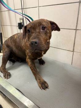 Mixed Breed Dogs Available for Adoption in Bossier City, Louisiana - Sahara | PetCurious