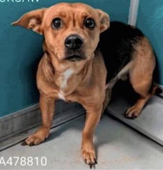 Frankie -  Corgi and Chihuahua Dog for Adoption in Shawnee, Oklahoma - Frankie | PetCurious